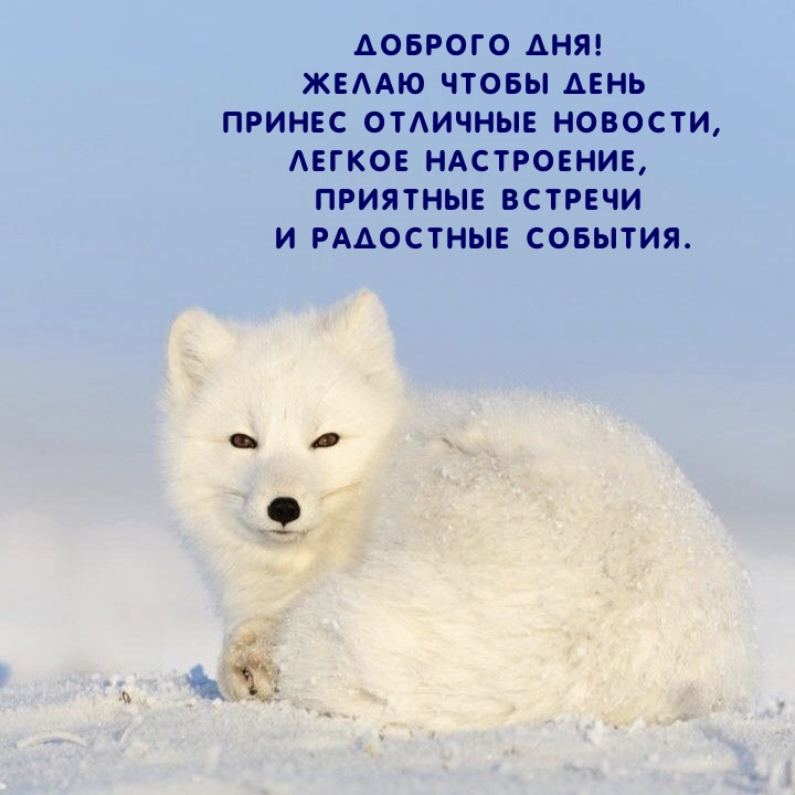 Доброго дня! Желаю чтобы день принес отличные новости