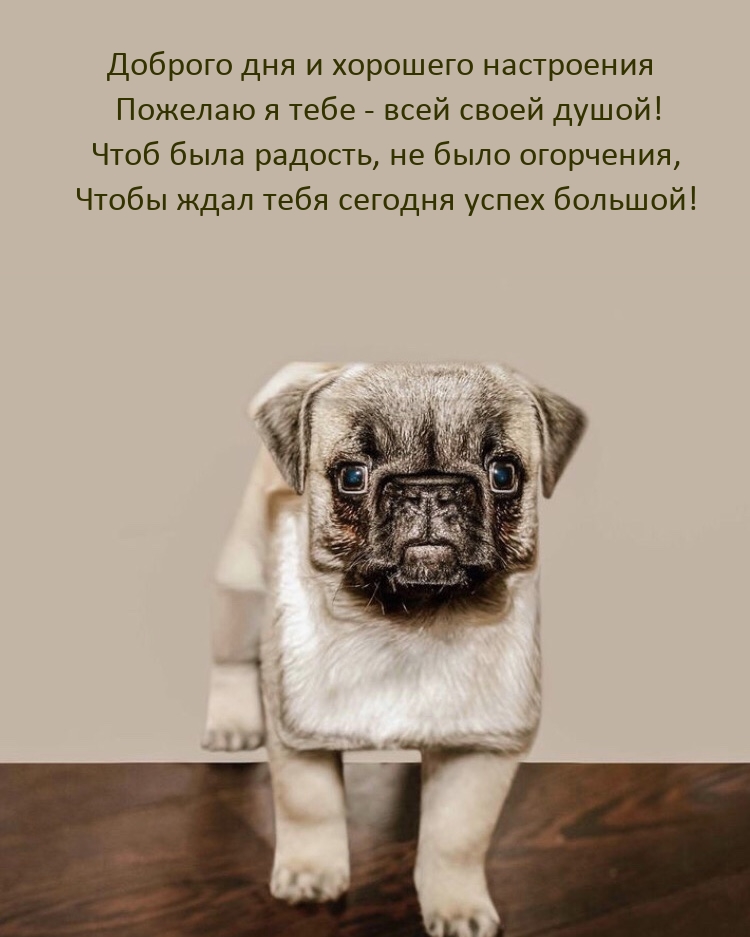Доброго дня и хорошего настроения пожелаю я тебе - всей своей душой!